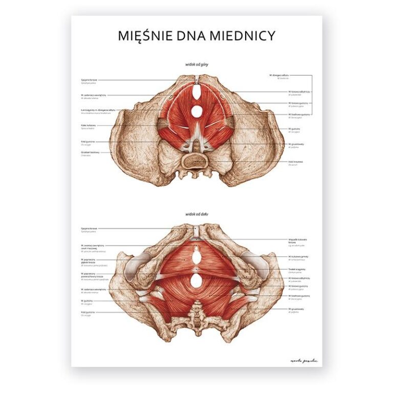 Skuteczne metody na prawidłowe ćwiczenie mięśni dna miednicy