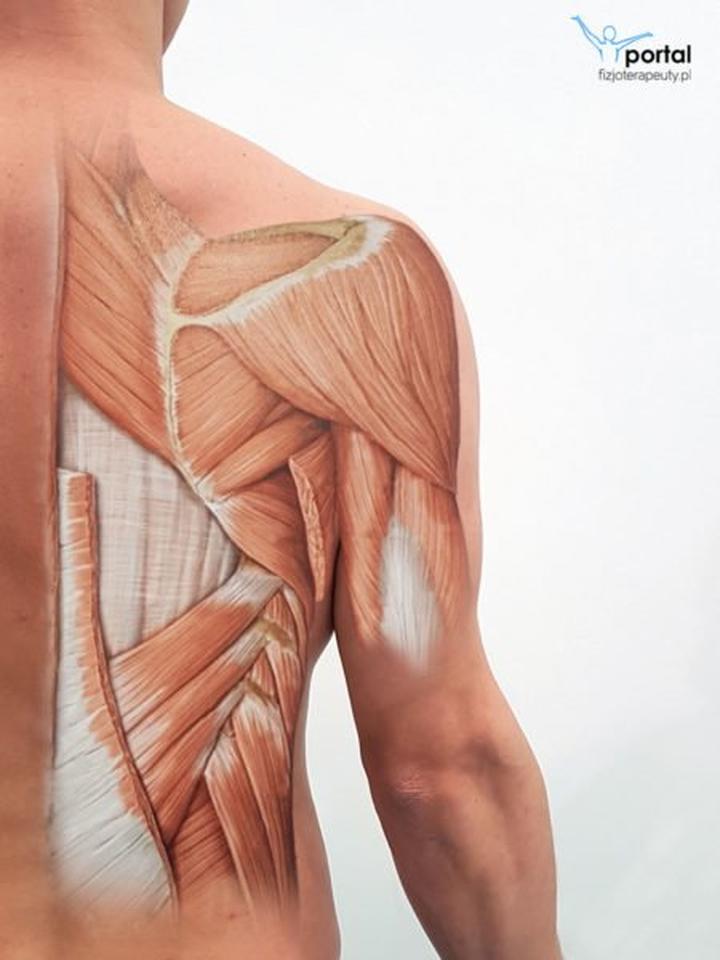 Mięśnie głębokie i stabilizacja