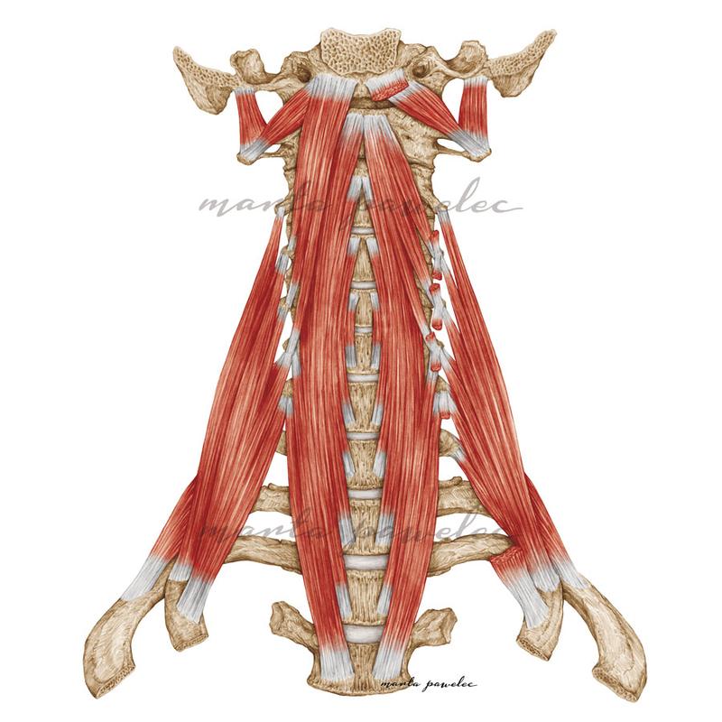 Rehabilitacja mięśni głębokich
