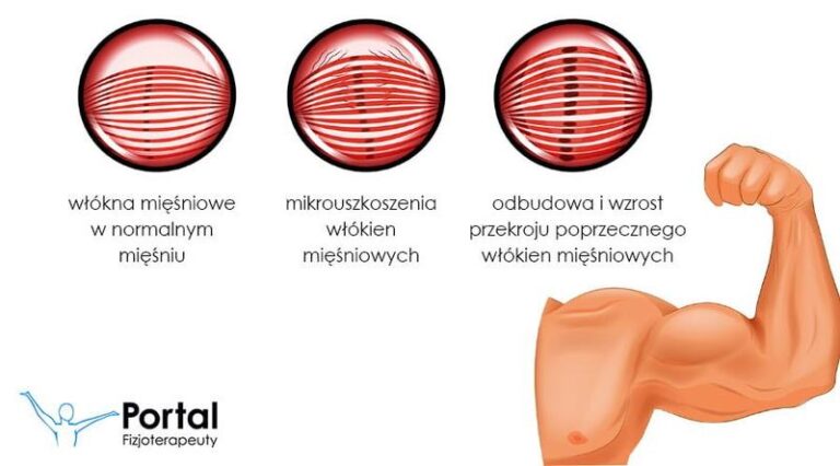 Kiedy Twoje mięśnie rosną po treningu? Oto, co warto wiedzieć!