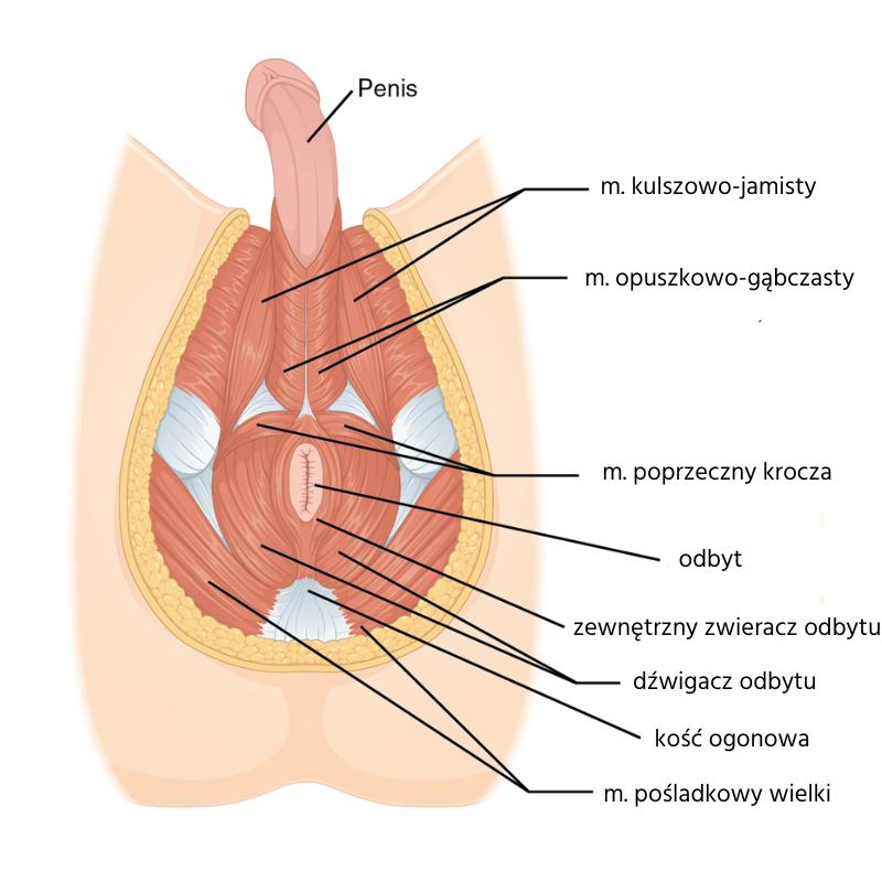 Ćwiczenia mięśni Kegla