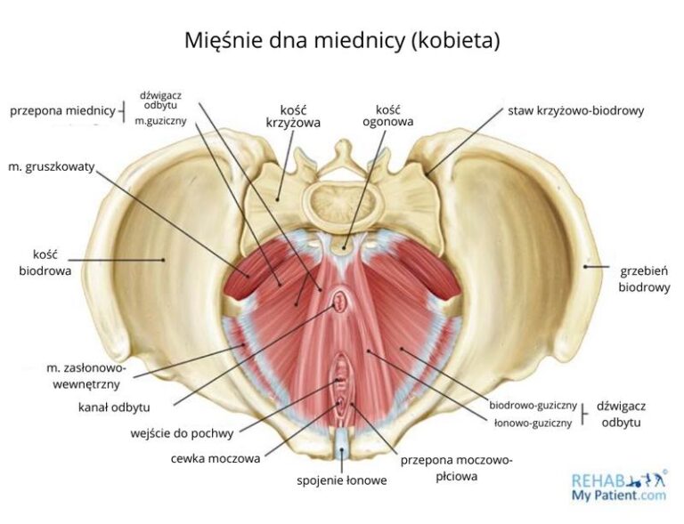 Jakie są mięśnie dna miednicy i jak wpływają na nasze zdrowie?