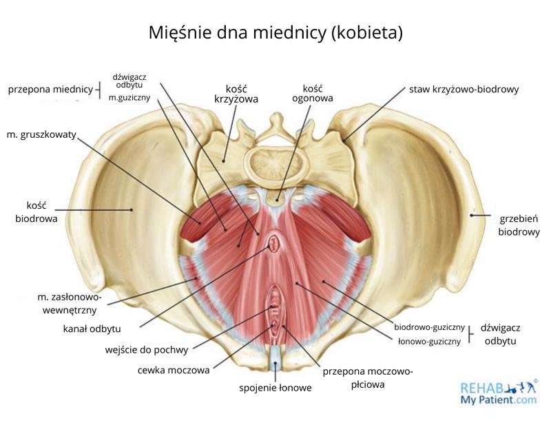 Jakie są mięśnie dna miednicy i jak wpływają na nasze zdrowie?