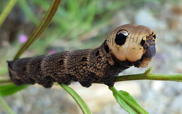 Sztuka wyrażania emocji: Jak ćwiczyć mimikę twarzy dla lepszej komunikacji